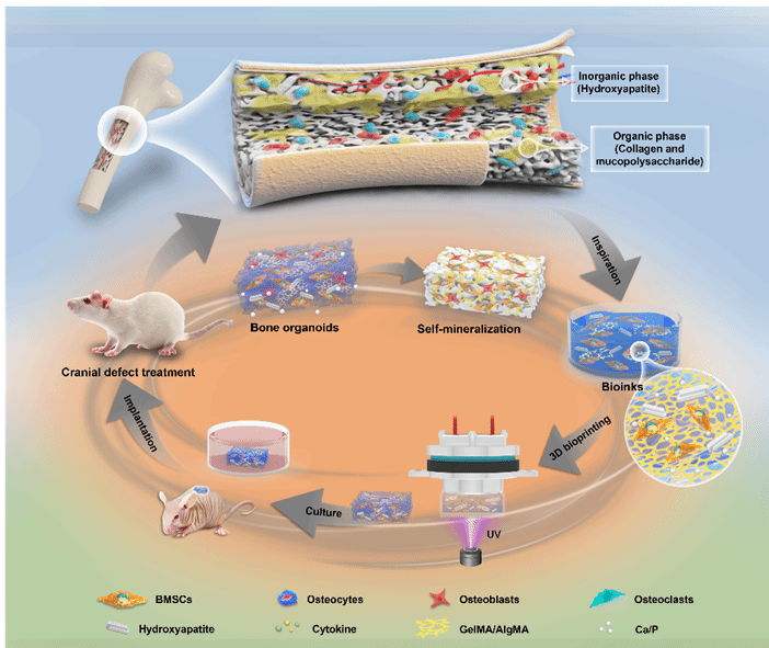 CA88(�й���)Ψһ�ٷ���վ